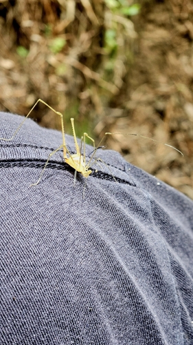 Ampheres leucopheus