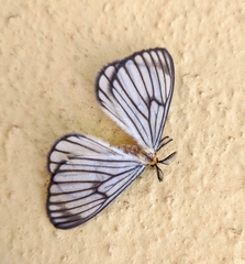 Hibrildes