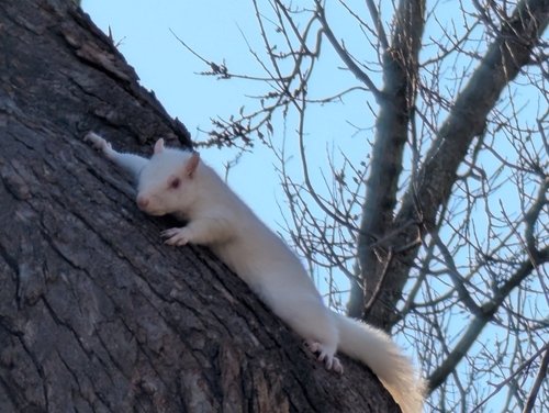 Eastern Gray Squirrel