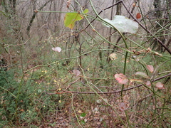 Smilax excelsa