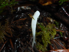 Clavaria falcata