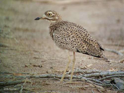 Spotted Thick-knee