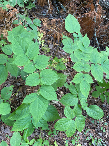 American spikenard (Aralia racemosa)