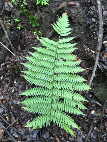 iNaturalist observation photo of coastal woodfern