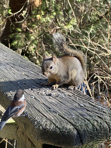 Douglas's Squirrel observed by curious_cascadian