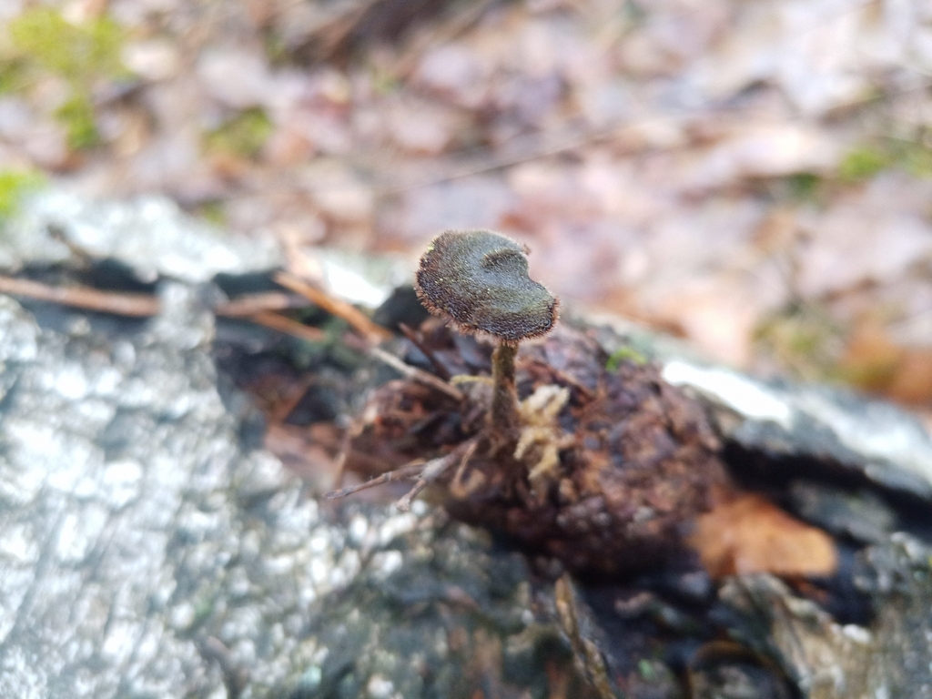 Auriscalpium vulgare · March 2026 · photo: © jolinarm (iNaturalist, cc-by)