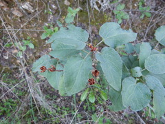 Cistus populifolius