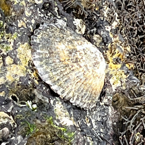 Cellana sandwicensis