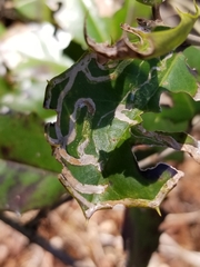 Phytomyza ilicis group