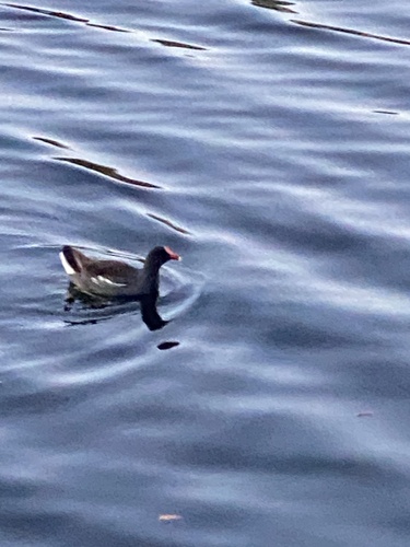 Common Gallinule observed by melissabash