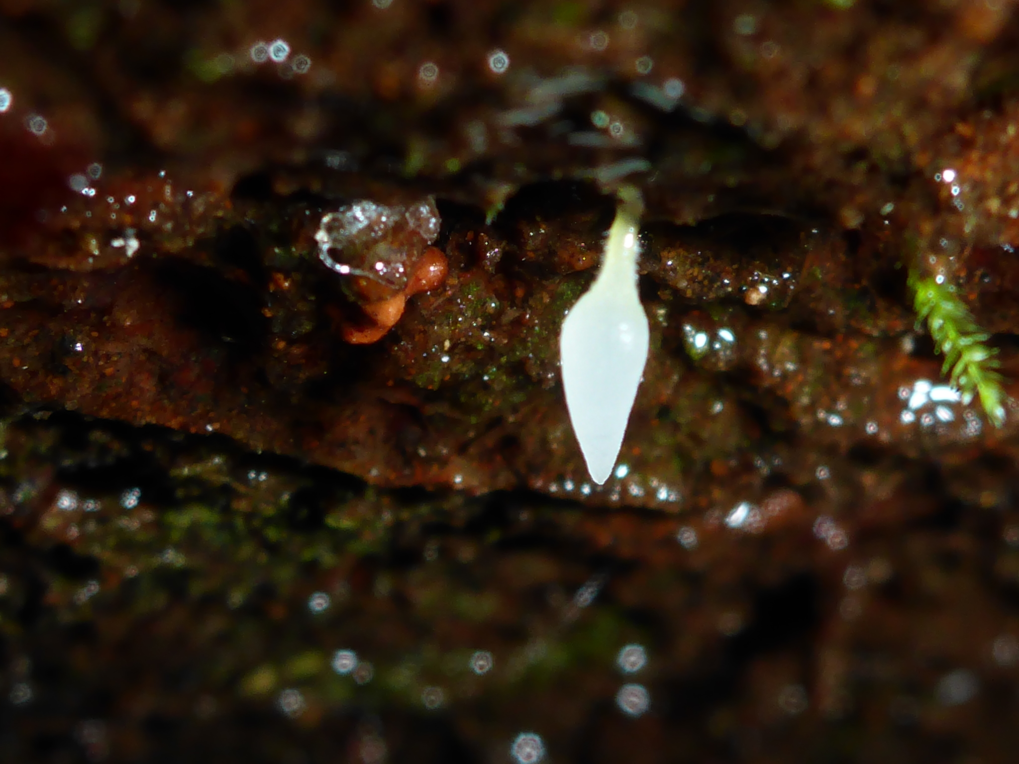 Mucronella image