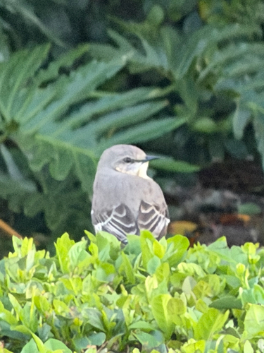Northern Mockingbird observed by betsyrut