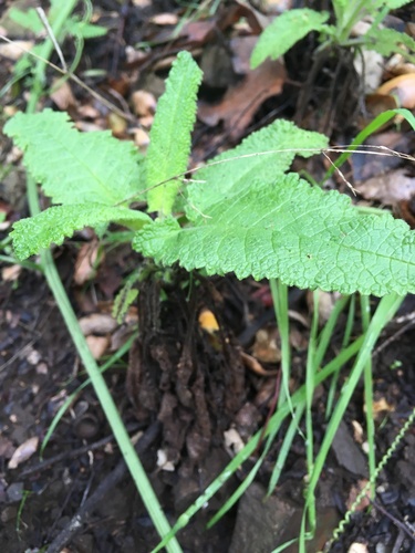 iNaturalist observation photo of Hummingbird Sage