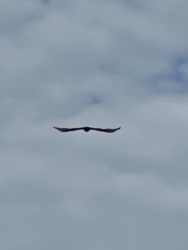 Turkey Vulture observed by joescience1