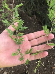 Vachellia farnesiana