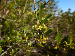 Rhamnus oleoides
