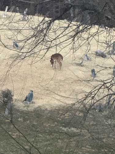 White-tailed Deer observed by photolith