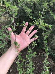 Vachellia farnesiana