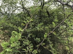 Vachellia farnesiana