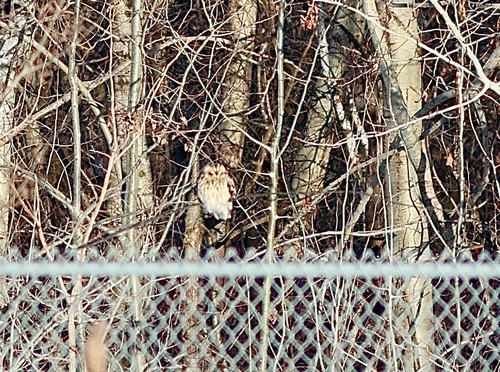 Hibou des marais observed by berjer72