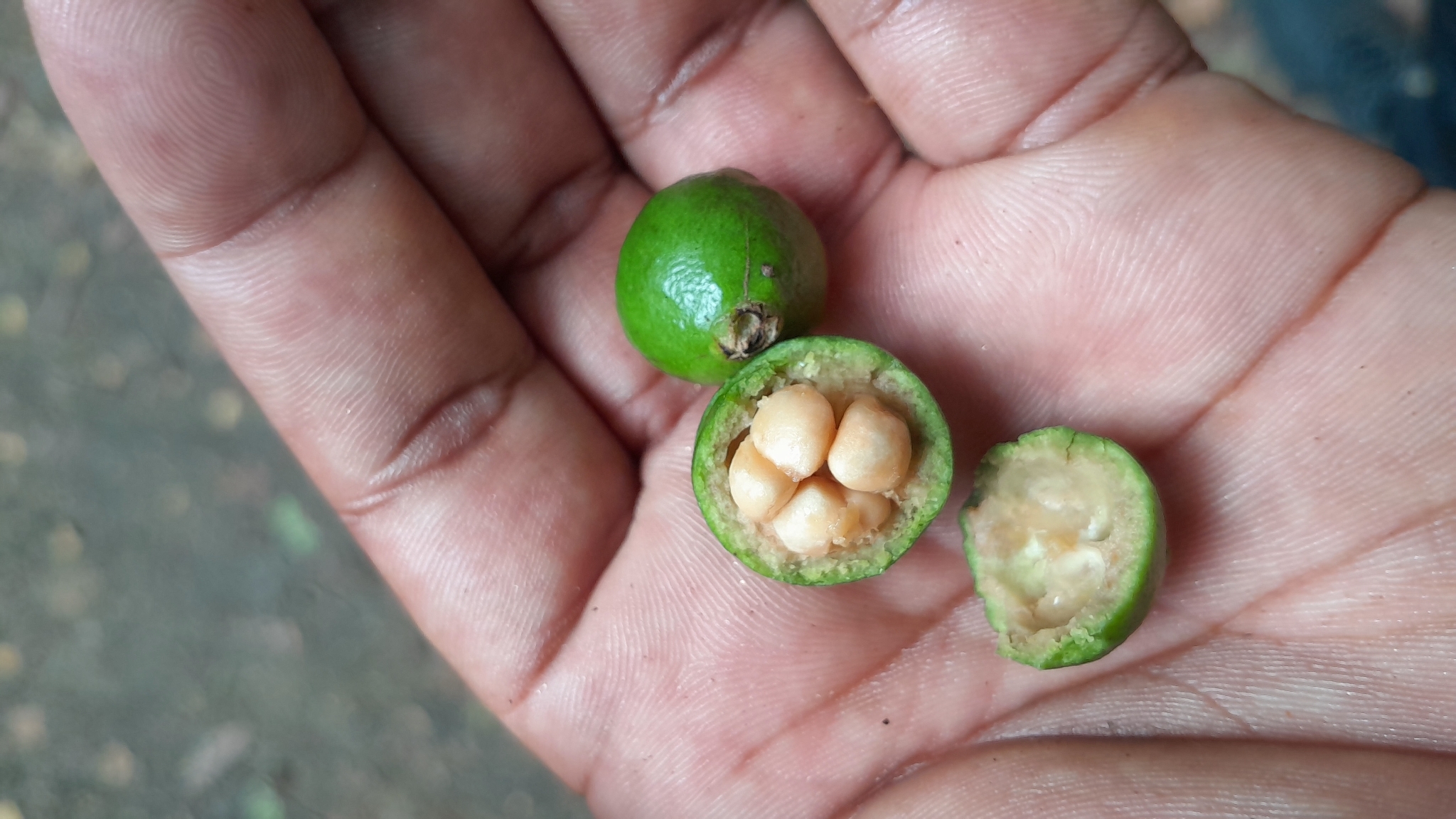Imagem de Araçauna