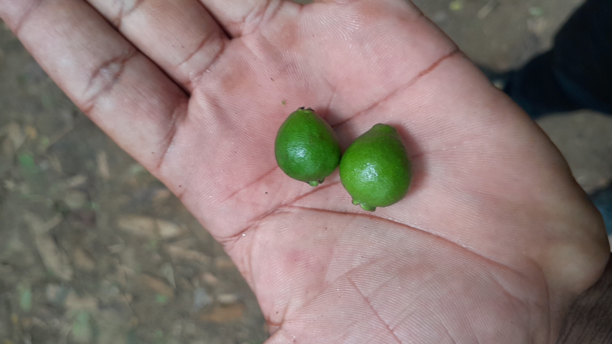 Imagem de Araçauna
