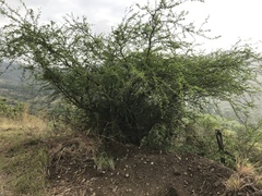 Vachellia farnesiana