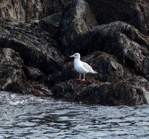 American Herring Gull observed by delmary