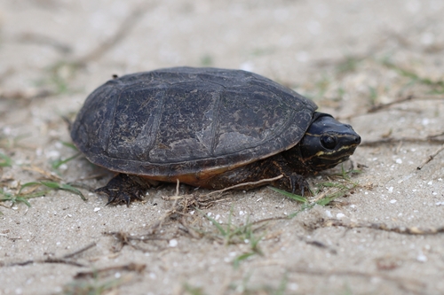 Eastern Musk Turtle observed by anthony_damiani