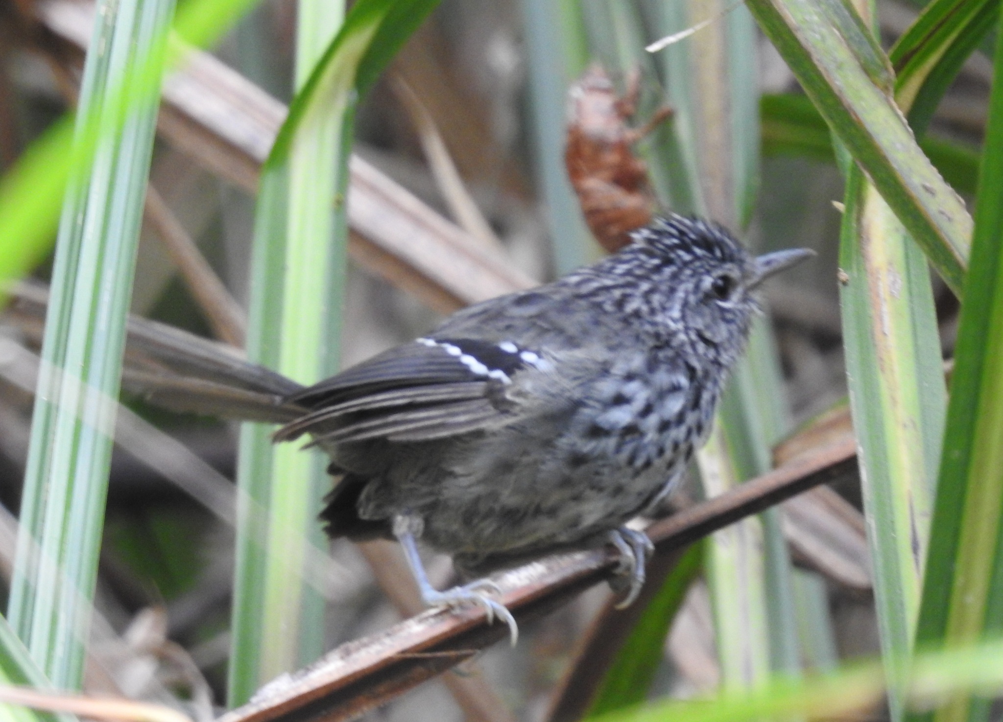 Dusky-tailed Antbird (Drymophila malura), photo 1