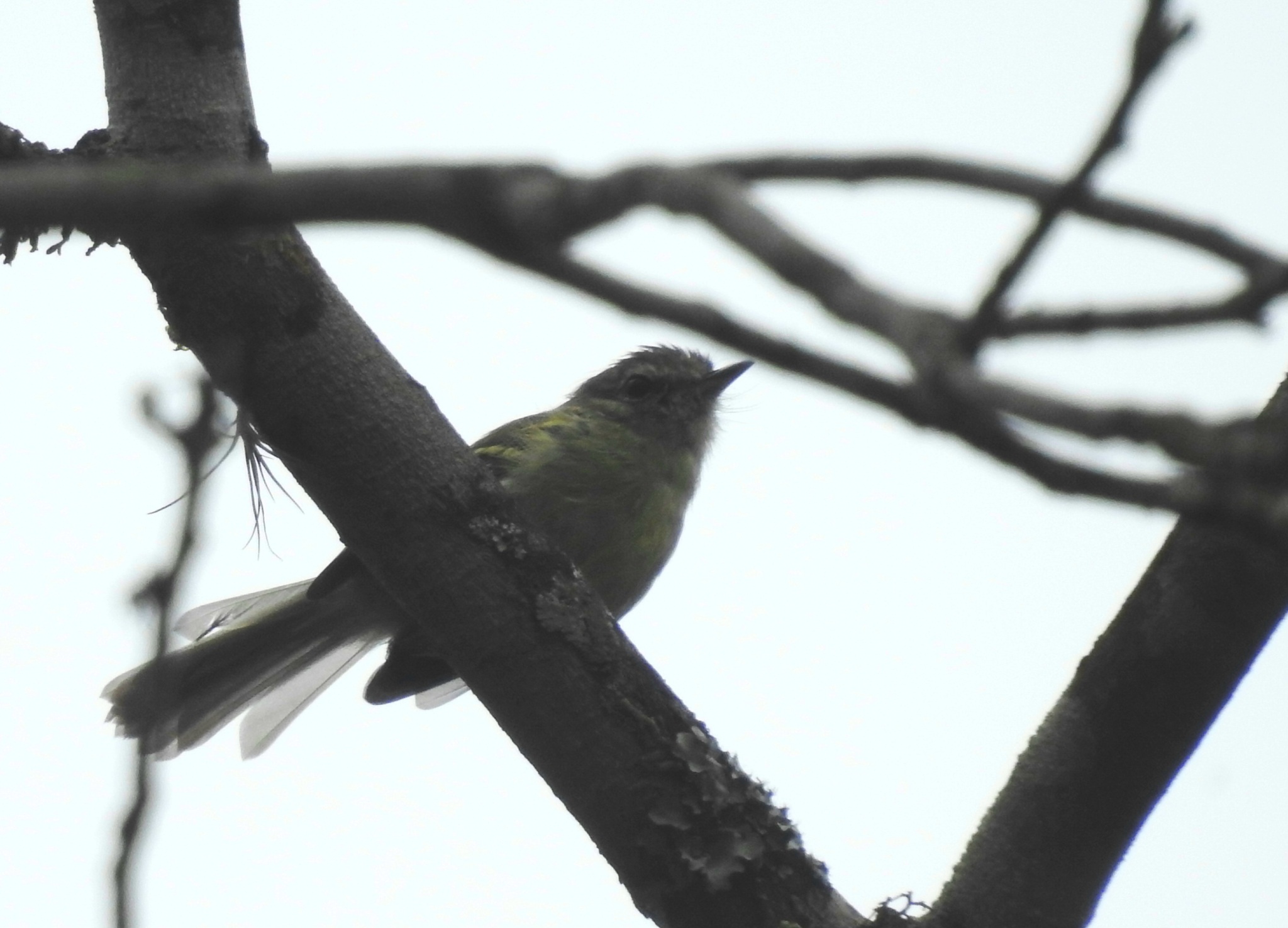 Mottle-cheeked Tyrannulet (Phylloscartes ventralis), photo 6