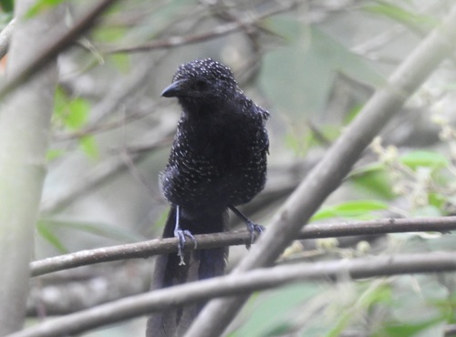 Large-tailed Antshrike (Mackenziaena leachii)