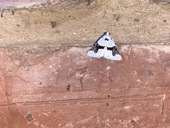 Stemmatophora chloralis