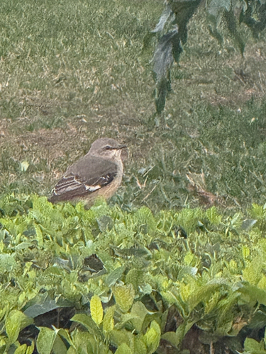 Northern Mockingbird observed by bob497
