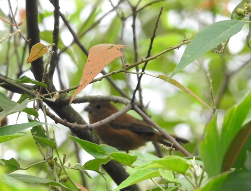 Blackish-blue Seedeater (Amaurospiza moesta)