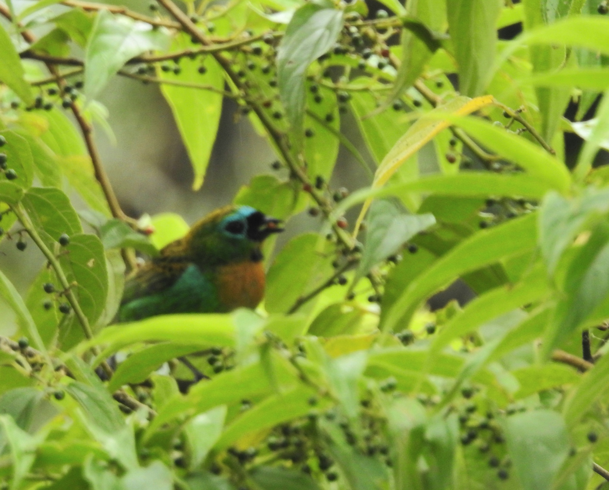 Brassy-breasted Tanager (Tangara desmaresti), photo 3