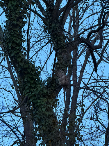 Barred Owl observed by samandhugo