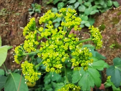 Arracacia atropurpurea
