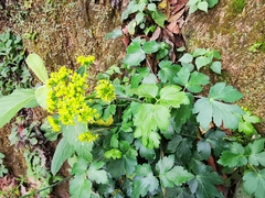 Arracacia atropurpurea