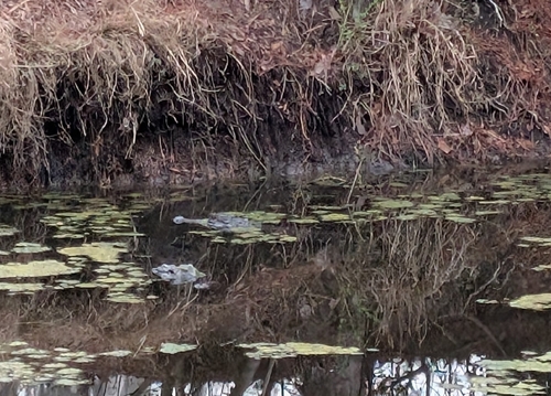 American Alligator observed by kyliert