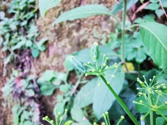 Arracacia atropurpurea