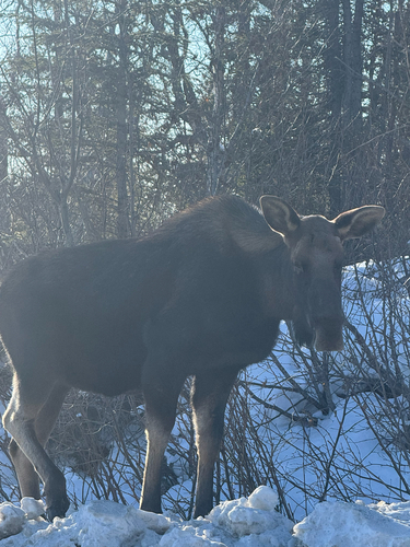 Alaskan Moose observed by crobsauce