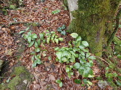 Ruscus colchicus
