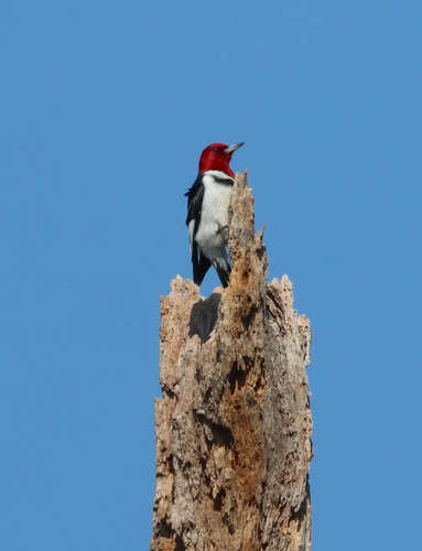 Red-headed Woodpecker observed by gmskupien
