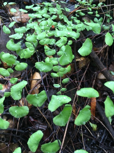 iNaturalist observation photo of California Maidenhair Fern