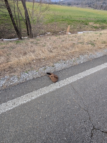American Mink observed by haczech