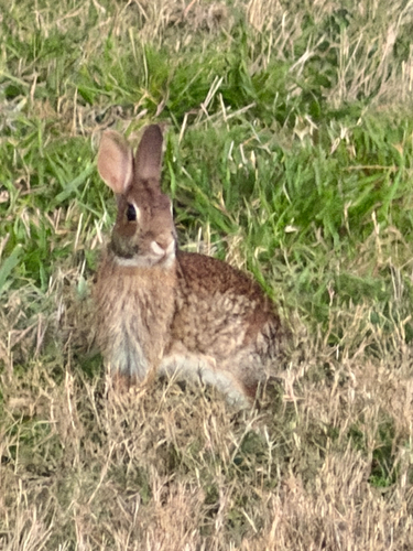 Eastern Cottontail observed by betsyrut
