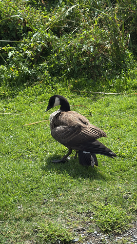 Canada Goose observed by james_bosworth