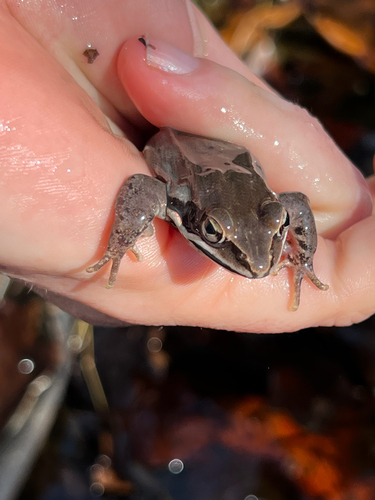 Wood Frog observed by izafarr
