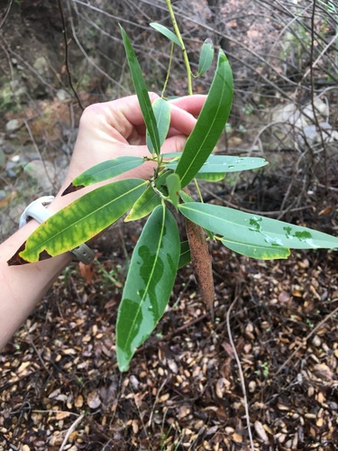 iNaturalist observation photo of California bay